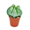 Exotenherz Astrophytum Myriostigma Bischofsmütze im 5,5cm Topf