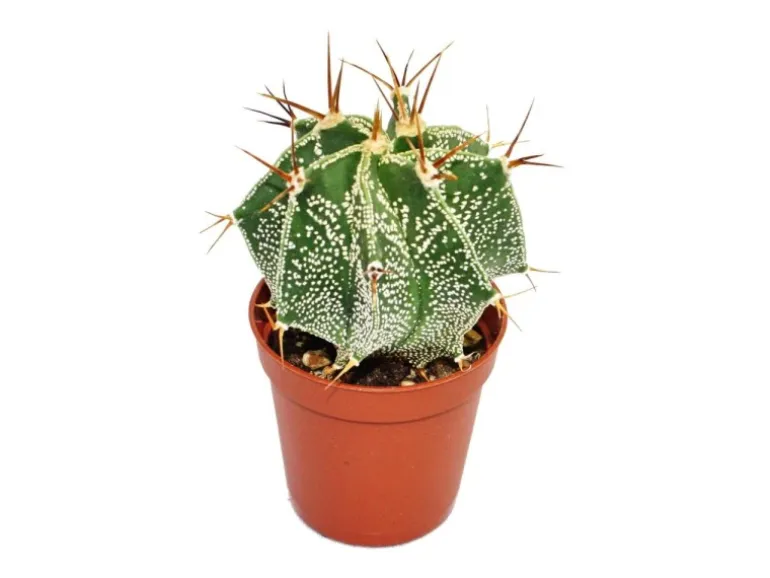 Exotenherz Astrophytum Ornatum Bischofsmütze im 5,5cm Topf