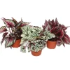 Exotenherz Blattbegonienmix Botanica 3 Pflanzen 12cm Topf