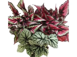 Exotenherz Blattbegonienmix Botanica 3 Pflanzen 12cm Topf