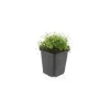Exotenherz Bodendecker Steingarten Sternmoos Sagina Subulata 9cm Topf Set mit 12 Pflanzen