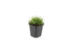 Exotenherz Bodendecker Steingarten Sternmoos Sagina Subulata 9cm Topf Set mit 12 Pflanzen