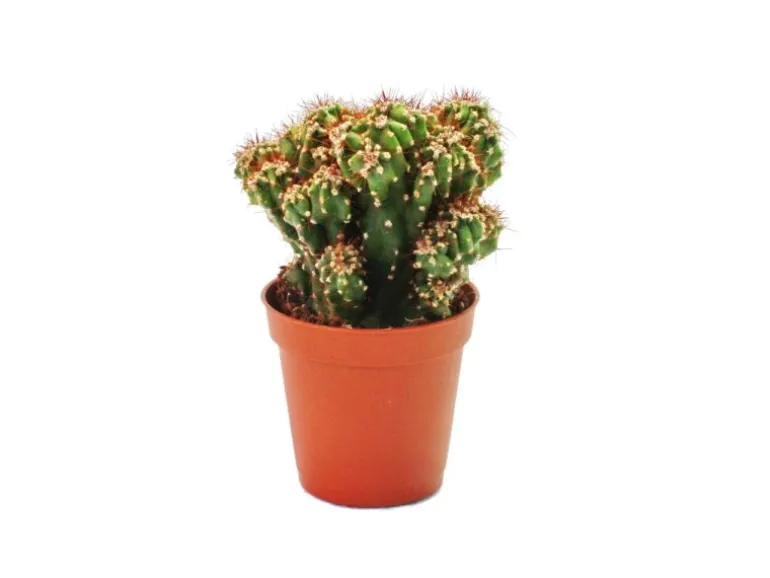 Exotenherz Cereus Peruvianus Monstr. Felsenkaktus im 8,5cm Topf
