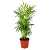 Exotenherz Chamaedorea Elegans Bergpalme 3 Pflanzen 12cm Topf
