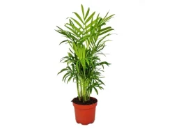 Exotenherz Chamaedorea Elegans Zimmerpalme Bergpalme 9cm Topf