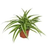 Exotenherz Chlorophytum Grünlilie Brautschleppe 9cm Topf Zimmerpflanze