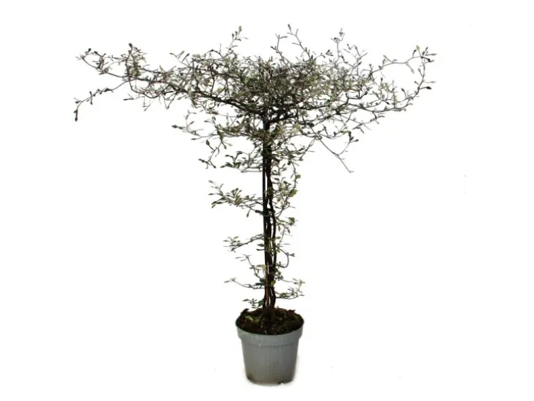 Exotenherz Corokia Cotoneaster Zickzackstrauch Schnurbaum