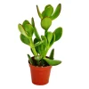 Exotenherz Crassula Portulacea Geldbaum im 5,5cm Topf