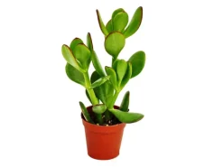Exotenherz Crassula Portulacea Geldbaum im 5,5cm Topf