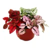 Exotenherz Dreifarbige Punktblume Hypoestes Phyllostachya 12cm Topf mit Drei Verschiedenen Farben