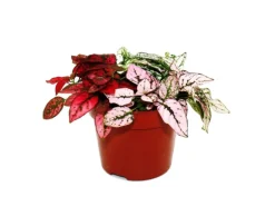 Exotenherz Dreifarbige Punktblume Hypoestes Phyllostachya 12cm Topf mit Drei Verschiedenen Farben