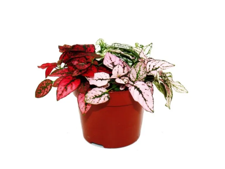 Exotenherz Dreifarbige Punktblume Hypoestes Phyllostachya 12cm Topf mit Drei Verschiedenen Farben