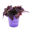 Exotenherz Dreimasterblume Tradescantia Pallida Pflegeleichte Hängende Zimmerpflanze 12cm Topf Lila
