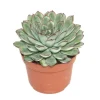 Exotenherz Echeveria Pulidonis Grosse Pflanze im 12cm Topf