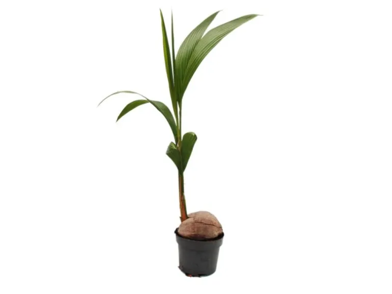 Exotenherz Echte Kokospalme Cocos Nucifera mit Echter Kokosnuss 19cm Topf ca. 100cm Hoch