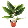 Exotenherz Engelsflügelbegonie Begonia Angel Wings Grüne Blätter Minipflanze im 5,5cm Topf