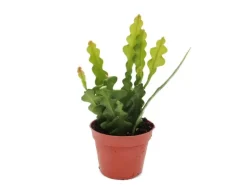 Exotenherz Epiphyllum Anguliger Krokodilschwanz-Kaktus 9cm