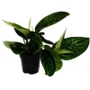 Exotenherz Epipremnum Pinnatum Marble Planet Grüne Strukturefeutute 12cm Topf