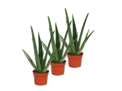 Exotenherz 3er Set Aloe Vera ca. 2 Jahre Alt 10,5cm Topf