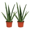 Exotenherz 2er Set Aloe Vera ca. 2 Jahre Alt 10,5cm Topf