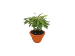 Exotenherz 2er Set Biophytum Sensitivum Südseepalme 9cm Tontopf