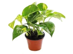 Exotenherz 3er Set Efeutute Scindapsus Epipremnum 12cm Topf