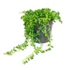 Exotenherz Erbse Am Band Senecio Herreanus im 12cm Topf