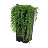 Exotenherz Erbse Am Band Senecio Rowleyanus 14cm Topf