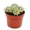 Exotenherz Euphorbia Meloformis Variegata Panaschierte Kugel-Wolfsmilch 10,5cm Topf Ausgefallene Sukkulente