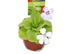 Exotenherz Fettkraut Pinguicula Überraschungssorte 9cm Topf
