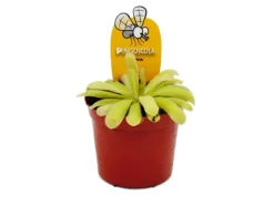 Exotenherz Fleischfressende Pflanze Zierliches Fettkraut Pinguicula Anna 9cm Topf