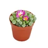 Exotenherz Frithia Pulchra Fensterblatt Kleine Pflanze im 5,5cm Topf