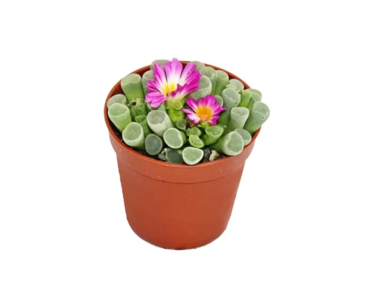 Exotenherz Frithia Pulchra Fensterblatt Kleine Pflanze im 5,5cm Topf