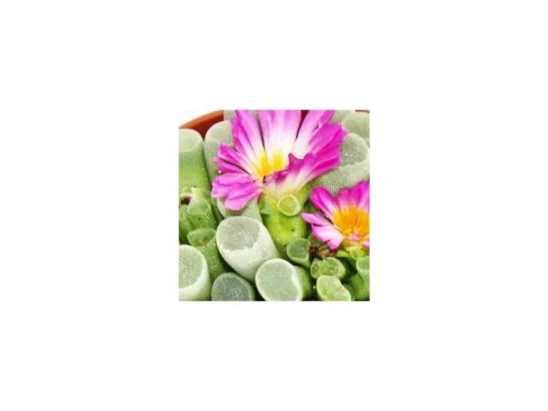 Exotenherz Frithia Pulchra Fensterblatt Kleine Pflanze im 5,5cm Topf