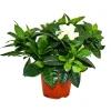 Exotenherz Gardenie Duftende Blütenpflanze mit Cremeweiß Farbenen Blüten 12cm Topf