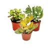 Exotenherz Geldbaum-Set 3 Verschiedene Crassula-Arten im 5,5cm Topf
