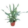 Exotenherz Goldtüpfelfarn Blue Star Phlebodium Aureum 12cm