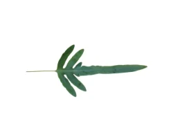 Exotenherz Goldtüpfelfarn Blue Star Phlebodium Aureum 12cm