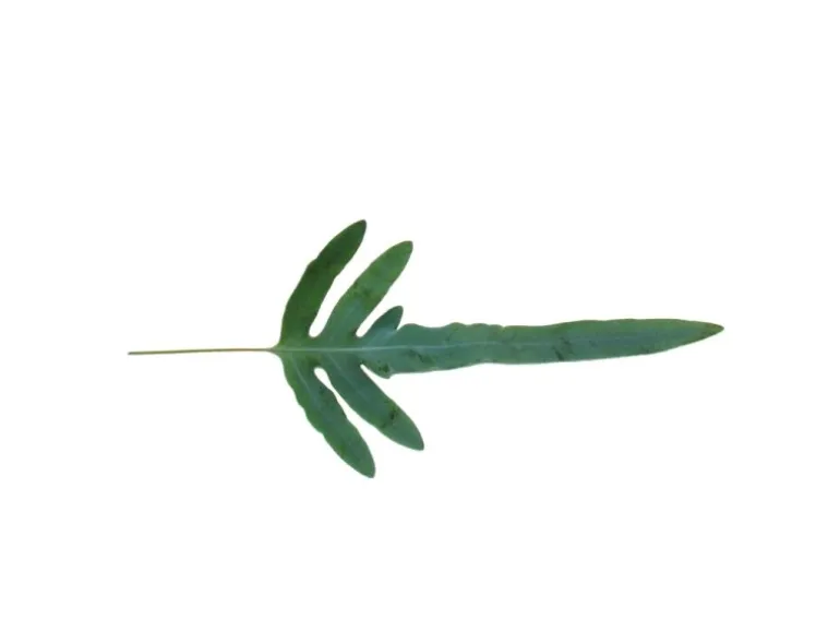 Exotenherz Goldtüpfelfarn Blue Star Phlebodium Aureum 12cm