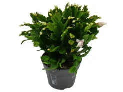 Exotenherz Großer Weihnachtskaktus Schlumbergera XXL 17cm Topf ca. 25-35cm Hoch Weisse Blüten