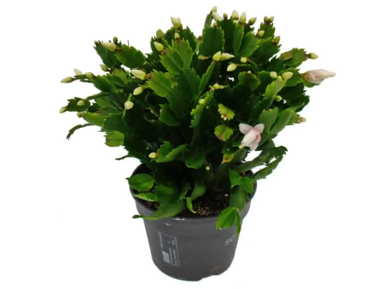Exotenherz Großer Weihnachtskaktus Schlumbergera XXL 17cm Topf ca. 25-35cm Hoch Weisse Blüten