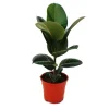 Exotenherz Gummibaumduo 2Er Set mit 2 Verschiedenen Ficus Elastica Pflanzen 17cm Topf