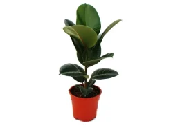 Exotenherz Gummibaumduo 2Er Set mit 2 Verschiedenen Ficus Elastica Pflanzen 17cm Topf