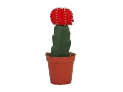 Exotenherz Gymnocalycium Mihanovichii Erdbeerkaktus Rot 5,5cm Topf