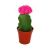 Exotenherz Gymnocalycium Mihanovichii Erdbeerkaktus Rosa 5,5cm Topf