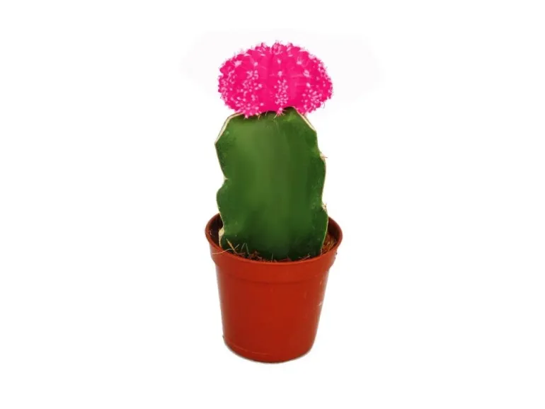 Exotenherz Gymnocalycium Mihanovichii Erdbeerkaktus Rosa 5,5cm Topf