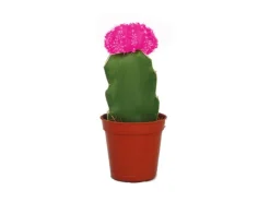 Exotenherz Gymnocalycium Mihanovichii Erdbeerkaktus Rosa 5,5cm Topf