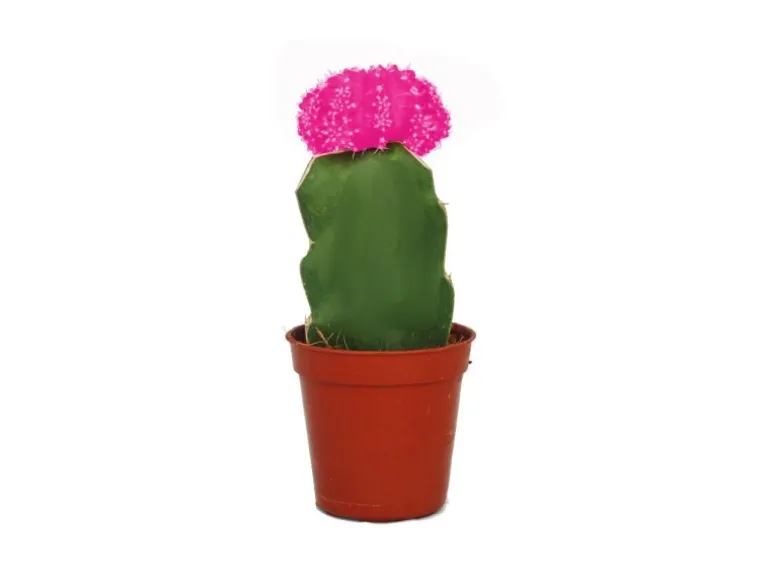 Exotenherz Gymnocalycium Mihanovichii Erdbeerkaktus Rosa 5,5cm Topf
