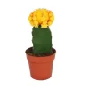 Exotenherz Gymnocalycium Mihanovichii Erdbeerkaktus Orange 8,5cm Topf