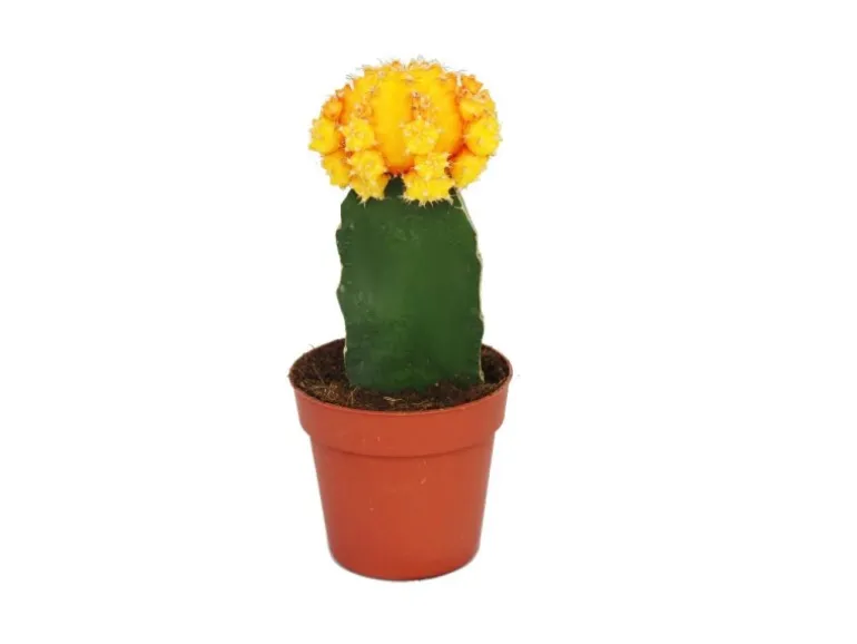 Exotenherz Gymnocalycium Mihanovichii Erdbeerkaktus Orange 8,5cm Topf